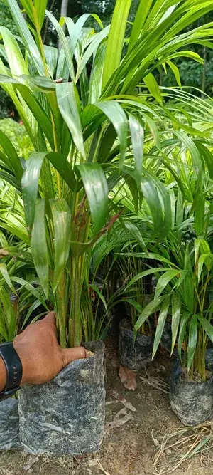 Real Live Areca Palm Tree Live Plant Best Indoor Air Purifying Plant (Hybrid, Pack of 1) Without Pot Buy @ ₹499
