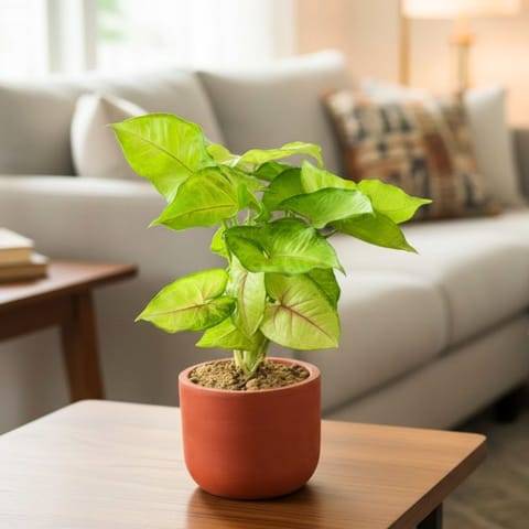 Syngonium Golden in 4 inch Aaroh Maati Pot - Modern Curved Handcrafted Appeal