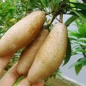 Thai Lancha Banana Chiku/Chikoo Plant - (Grafted) -1.5-2 Ft Hight - All Time (12 Masi) Early Fruiting Plant Pack of 1 (After Planting Fruit Come Only 1 Months)(Hybrid, Pack of 1) Buy @ ₹499