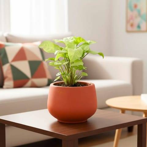 Syngonium white in 4 inch Bhoomi Maati Pot - Wide-Mouth Rustic Matte Beauty