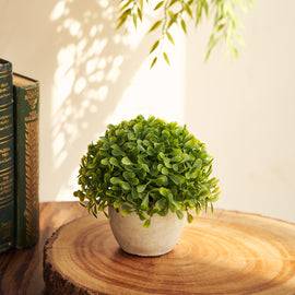 Green Artficial Boxwood Grass with Cement Pot