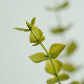 Green Artificial Eucalyptus Flower Leaf - Single