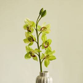 Green Faux Boat Orchid Spray Single