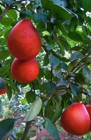 Thai Red Jambura Pomelo Gaint Chakotra Batabi Lebu Fruit (Grafted) Live Plant & Tree (Pack Of 1) Hight of the plant 2-2.5ft Buy @ ₹499