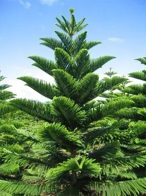Christmas Tree Plant (Pack of 1) Buy @ ₹499