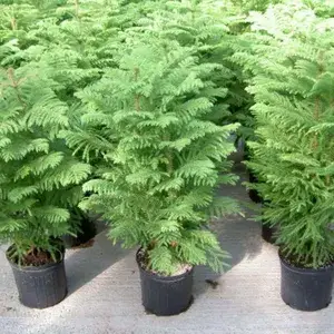 Christmas Tree Plant (Pack of 1) Buy @ ₹499