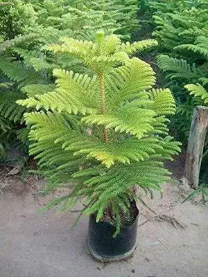 Christmas Tree Plant (Pack of 1) Buy @ ₹499