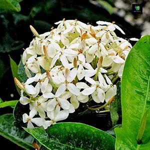 White Ixora Live Flowering Plant For Enhance Your Home & Garden Beauty, Well Watered Ixora Plant, Pack Of 1 Buy @ ₹299