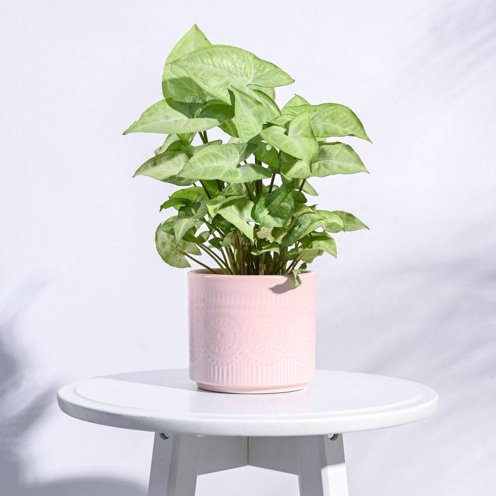 Henna Ceramic Pot