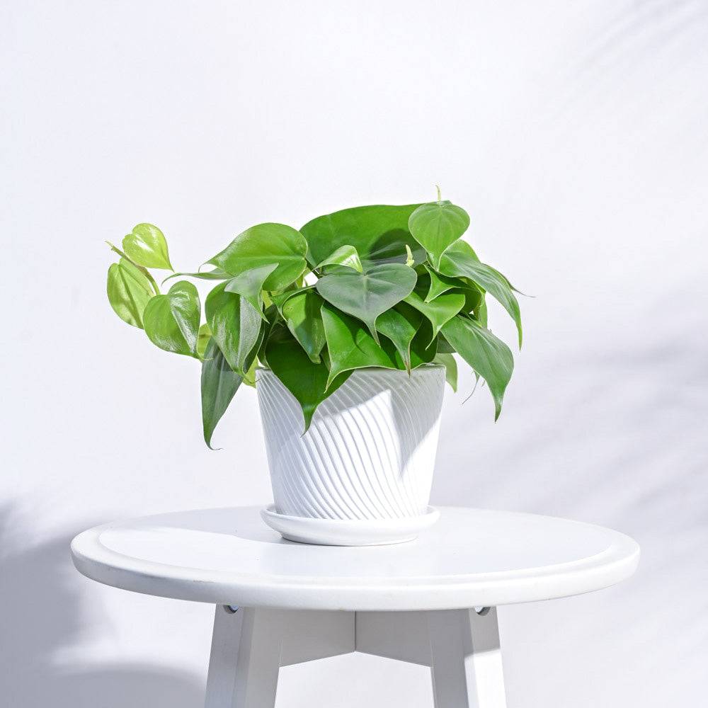 Spiro Ceramic Pot