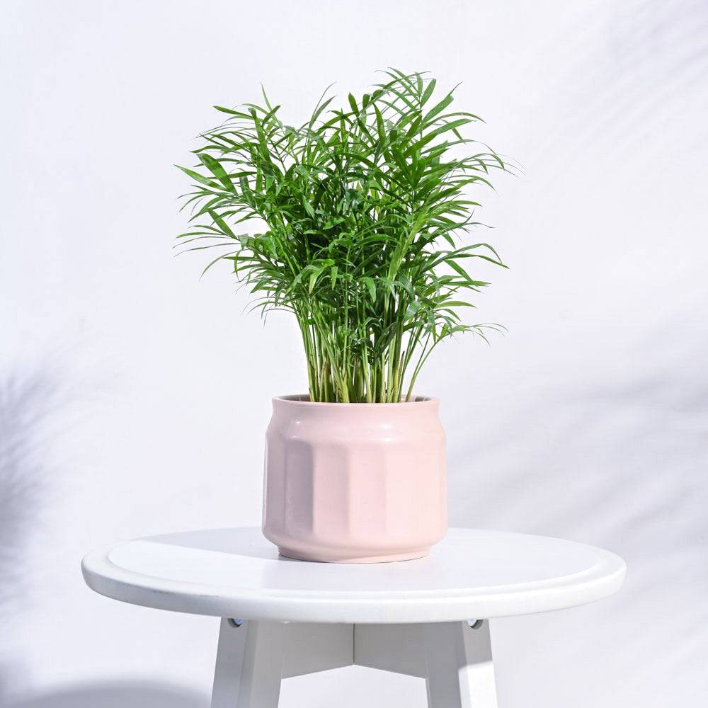 Jar Ceramic Pot
