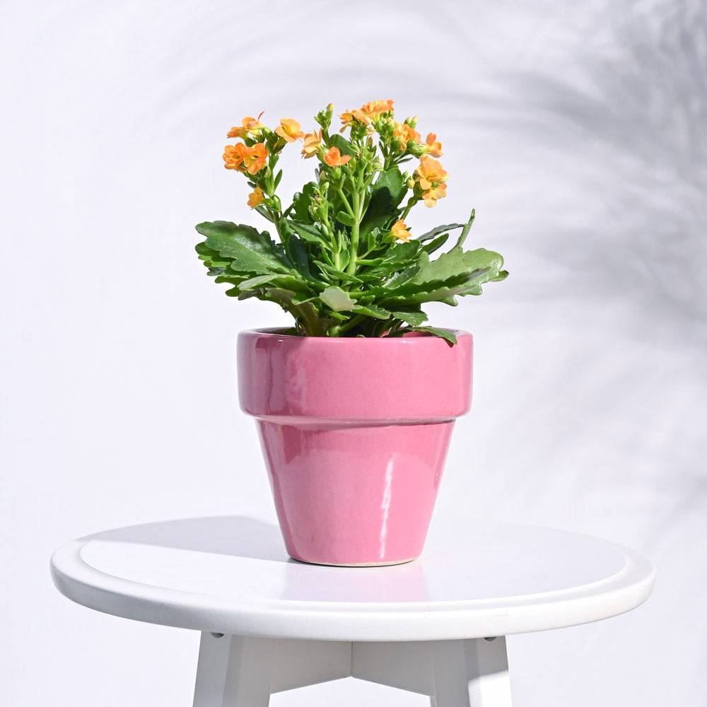 The Dream Ceramic Pot