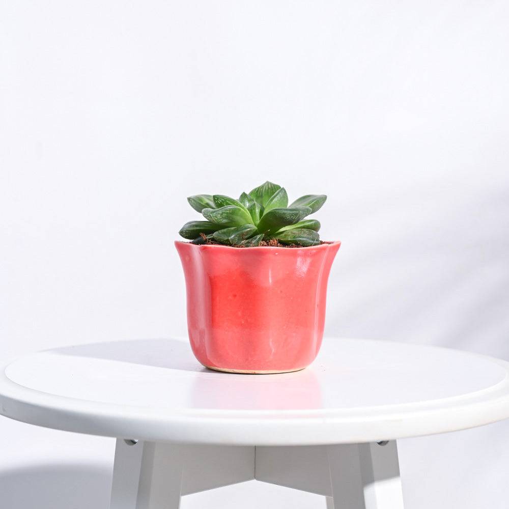 Star Ceramic Pot (4.2 Inch Width)