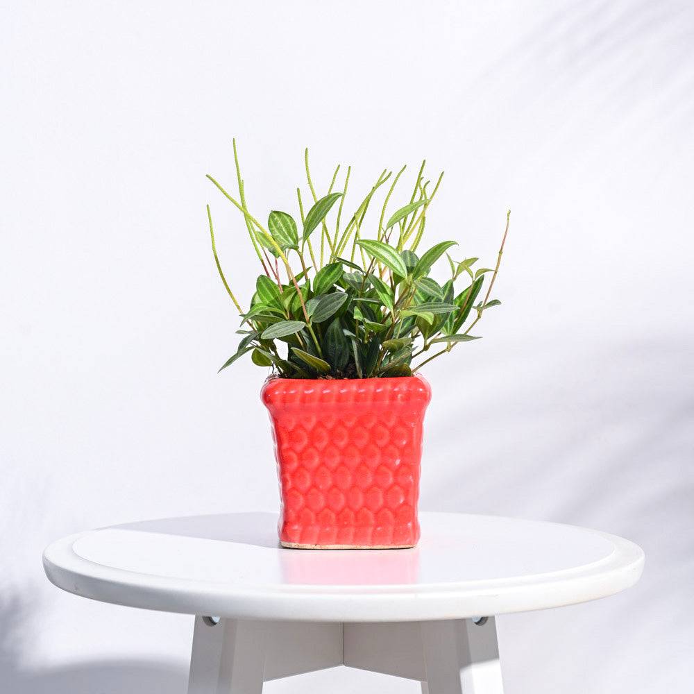 Honeycomb Ceramic Pot (4 Inch Width)
