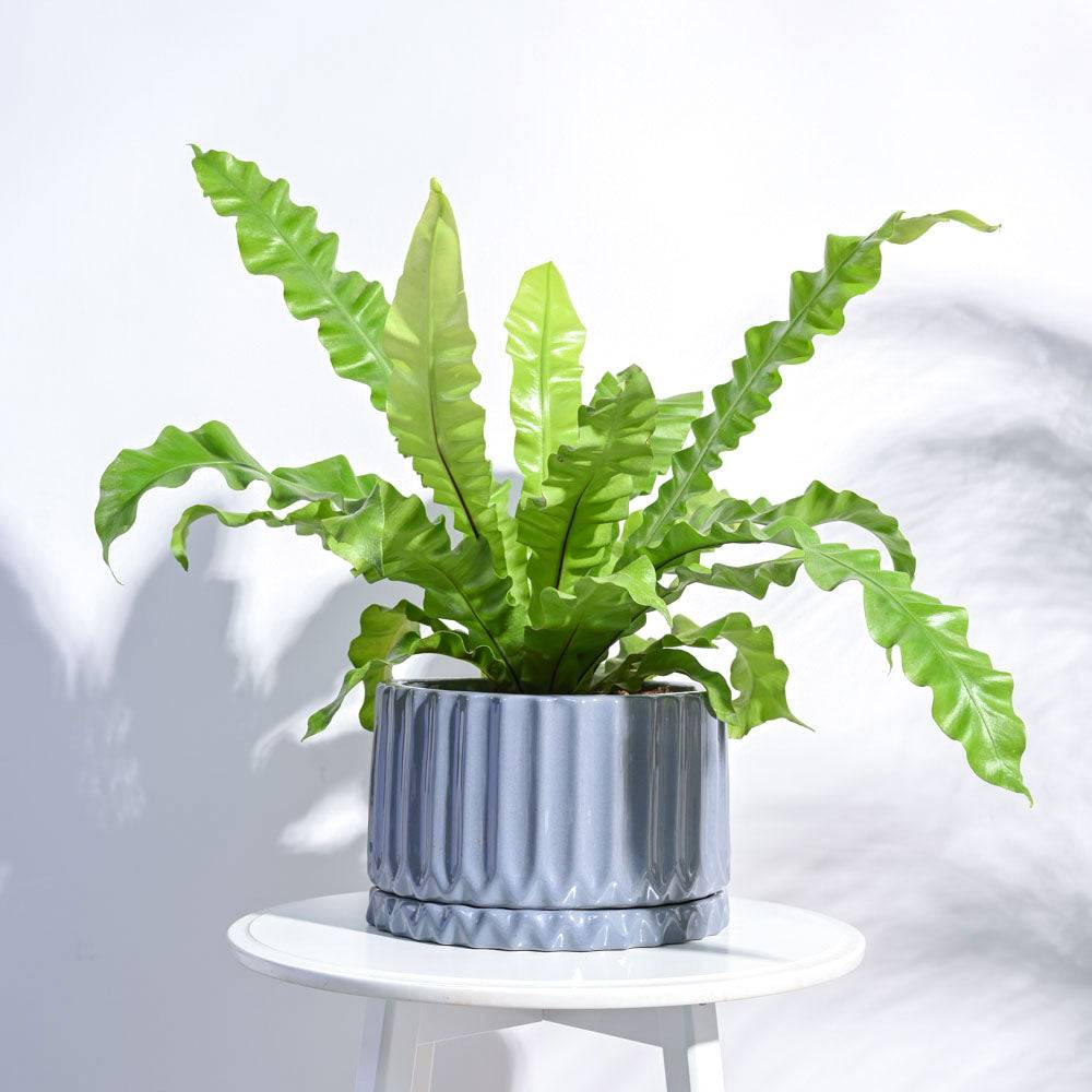 Fleeting Bliss Ceramic Planter
