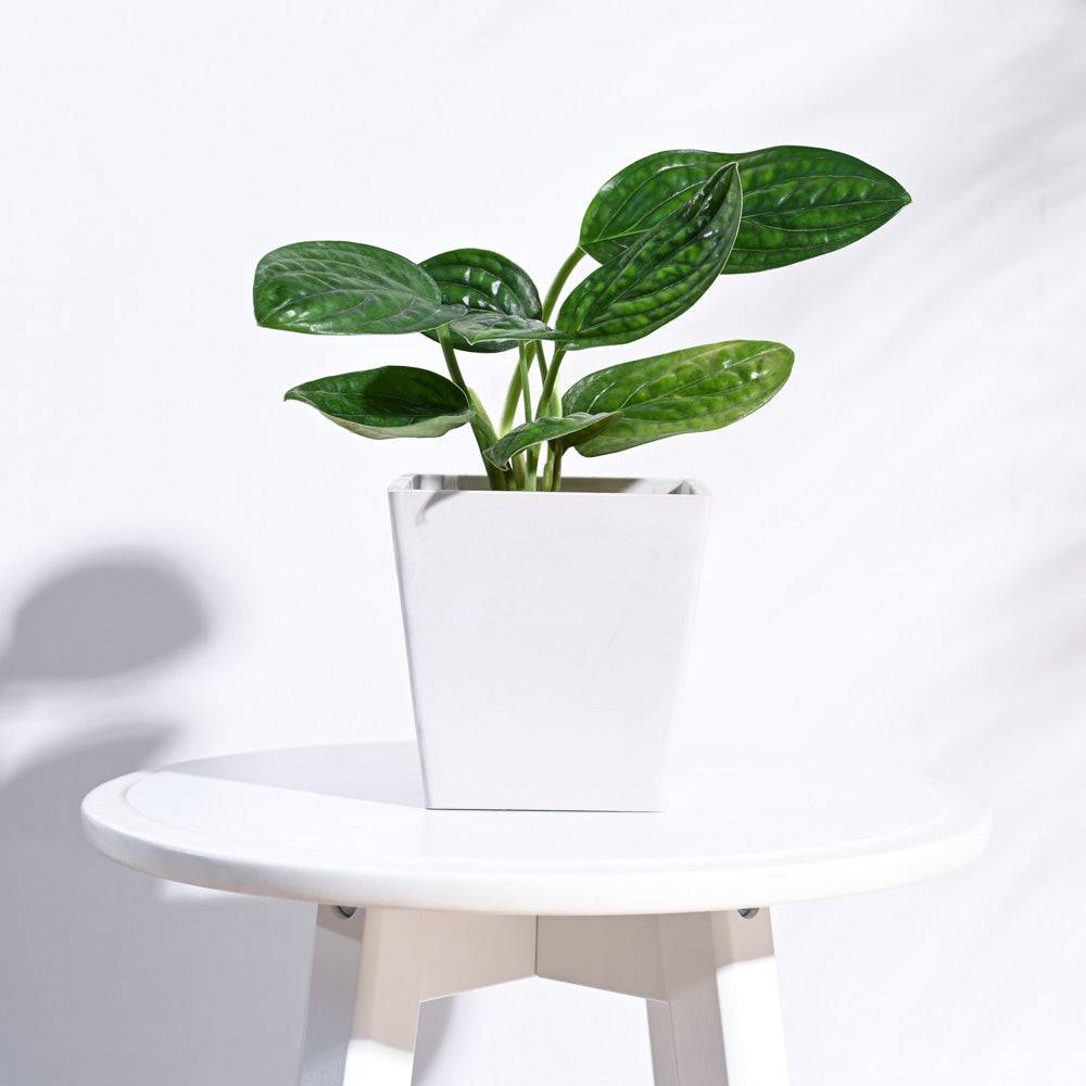 Hague Planter