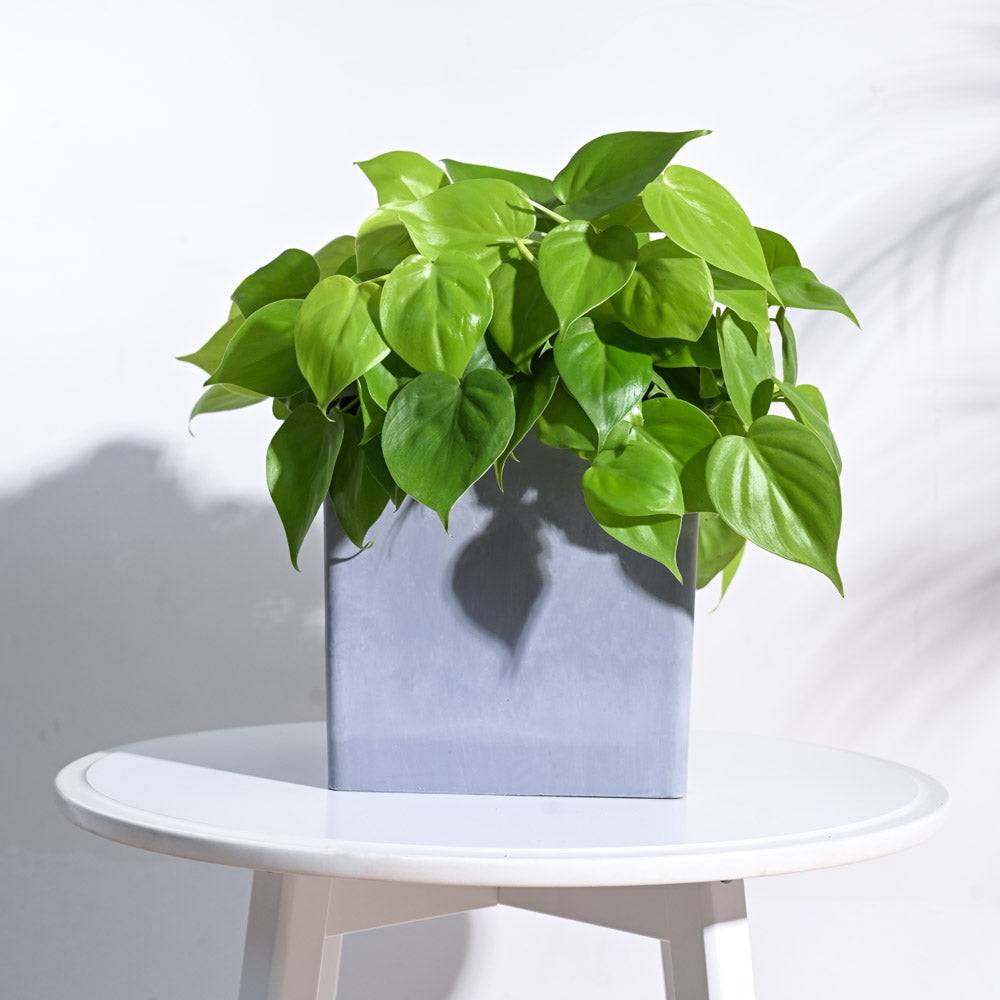Hague Planter