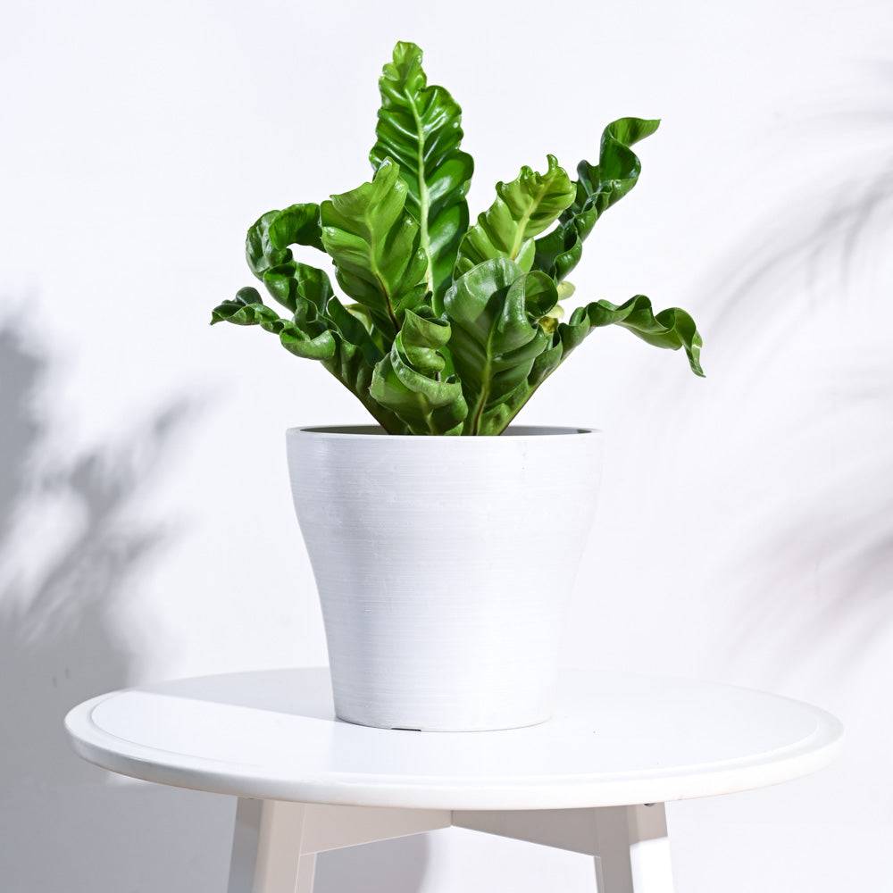 Tivoli Planter