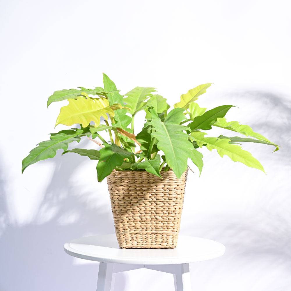 Seagrass Planter