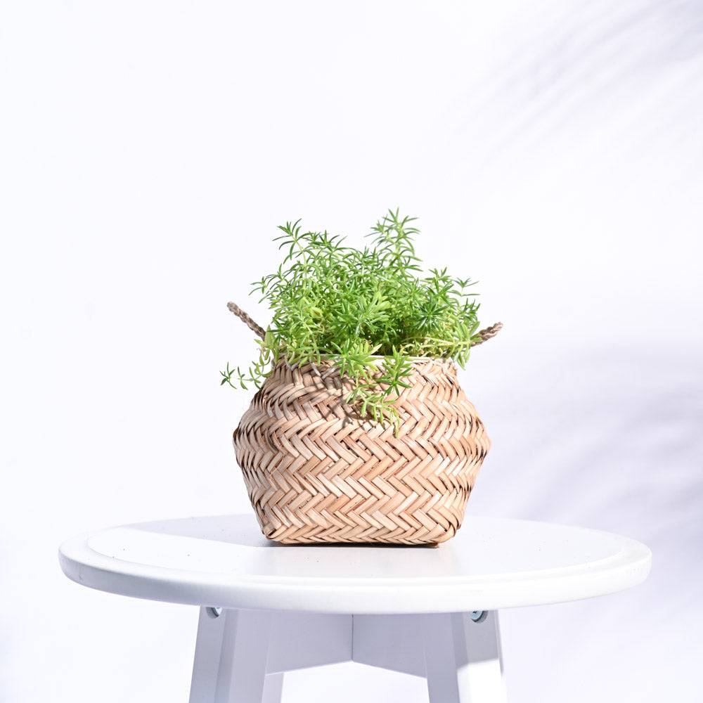 Sitalpati Planter