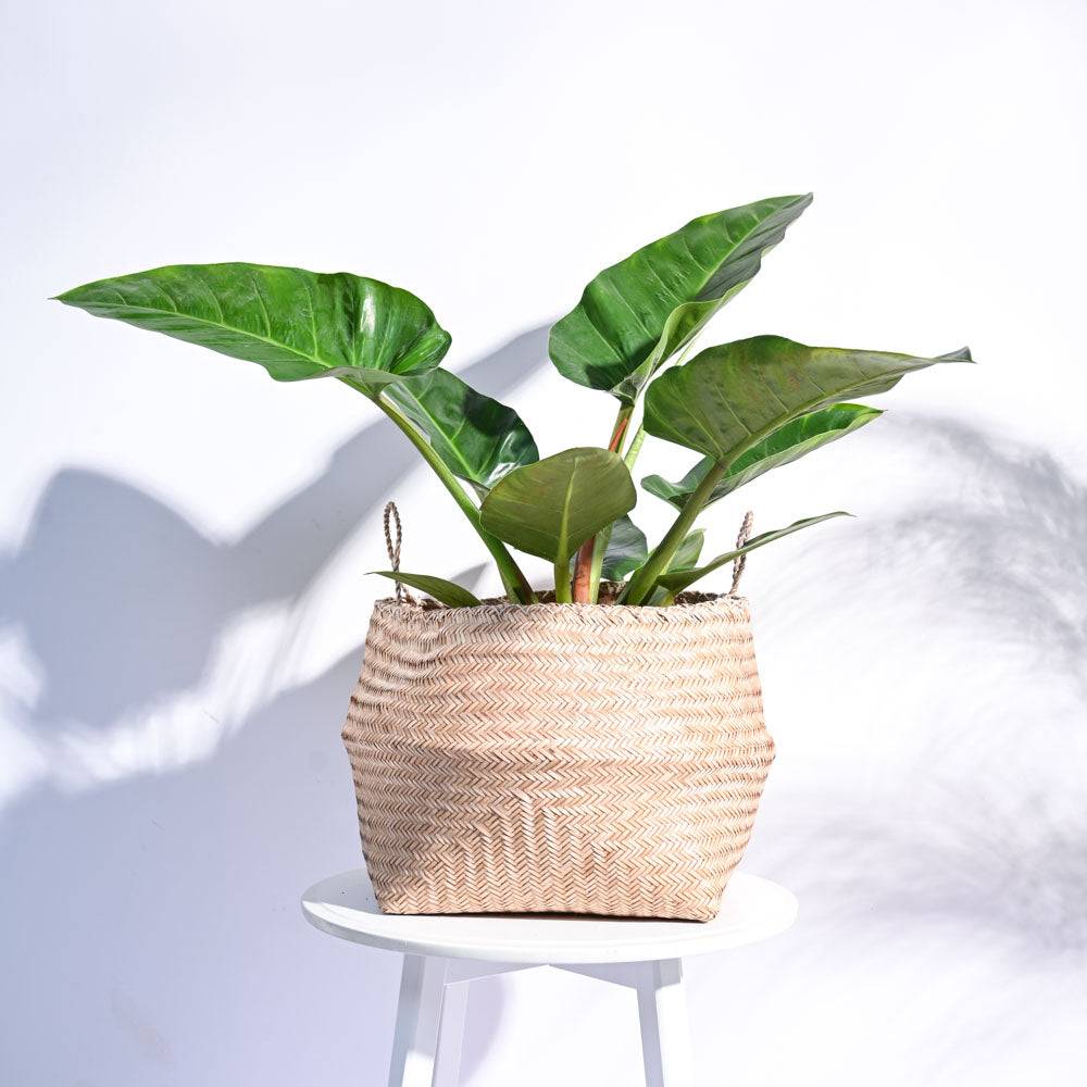 Sitalpati Planter