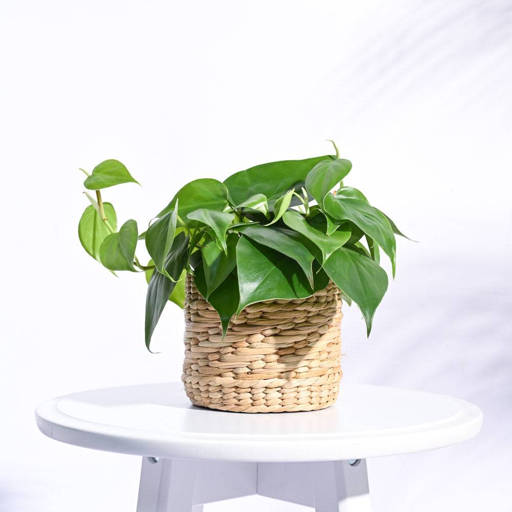 Kauna Grass Planter