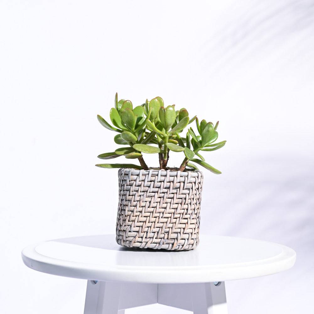 Square Cane Planter