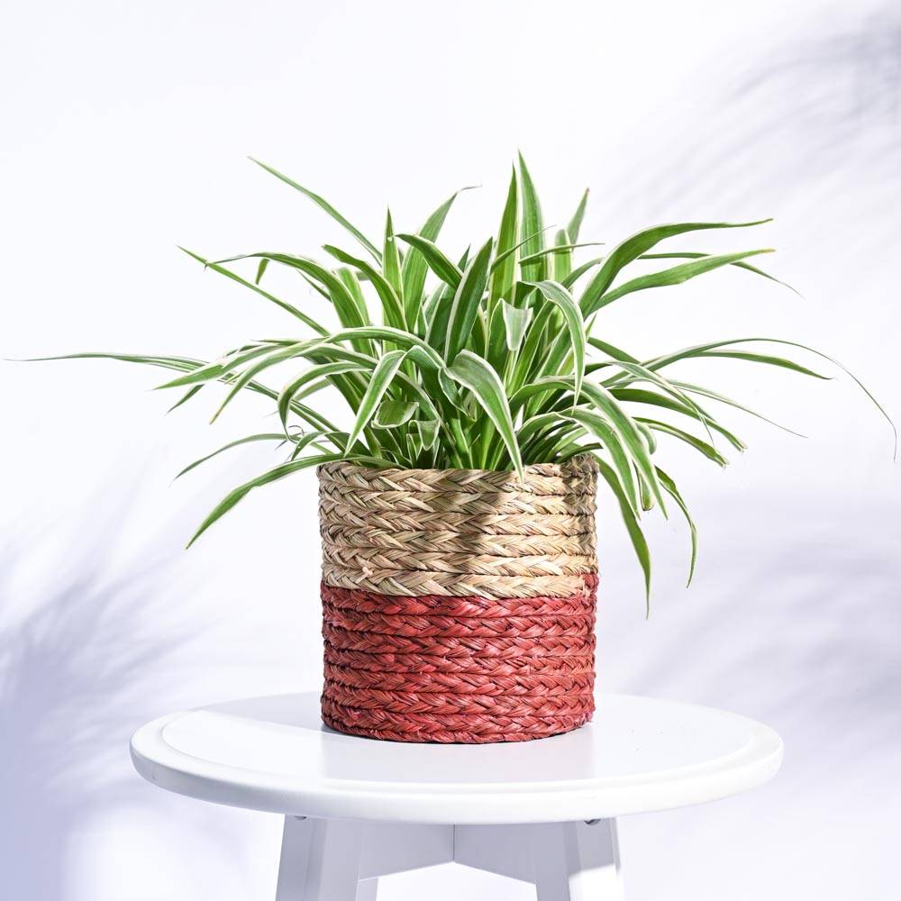 Sabai Grass Planter