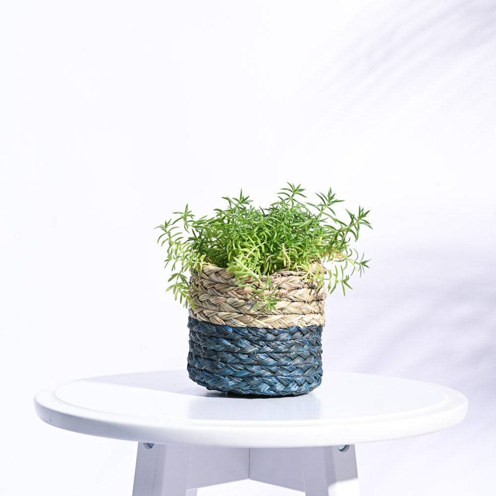 Sabai Grass Planter