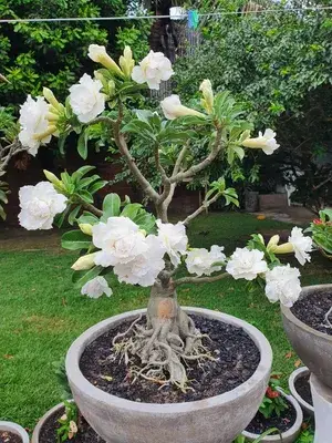 White Adenium Desert Rose Live Flowering Plant For Sweet Home Garden Well Watered Hybrid Adenium Flower Plant (Pack Of 1) Buy @ ₹499