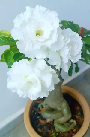 White Adenium Desert Rose Live Flowering Plant For Sweet Home Garden Well Watered Hybrid Adenium Flower Plant (Pack Of 1) Buy @ ₹499