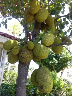 All Time Hybrid Jackfruit Live Plant & Tree (1.5-3.5 Ft Hight) For Home Gardening (Pack Of 1) Buy @ ₹499