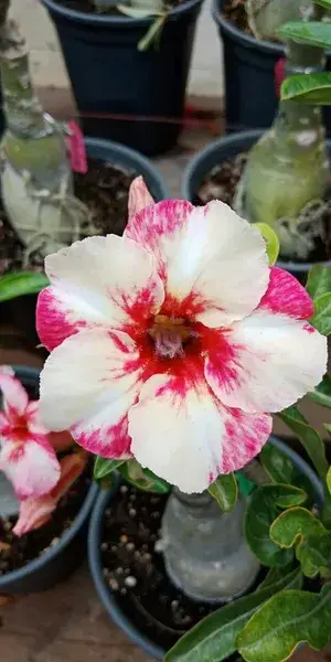 Adenium Desert Rose Grafted Flower Plant For Home Indoor Decoration & Gardening (Hybrid, Pack Of 1) Buy @ ₹499
