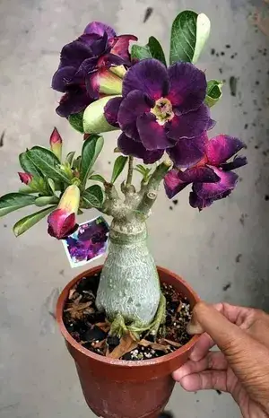 Adenium Desert Rose Live Flower Plant & Tree (Grafted) For Sweet Home Decoration/Gardening Hybrid Adenium (Violet) Flower Plant, Suitable For Indoor/Outdoor Location (Pack Of 1) Buy @ ₹499