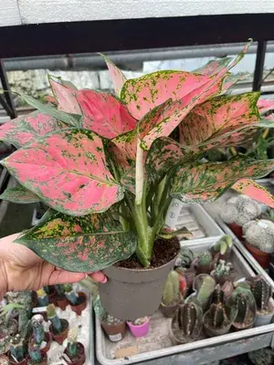 Aglaonema Excellent Air Purifier Live Indoor Plant, Pack Of 1 Buy @ ₹499