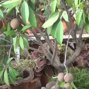 All Time Cricket Ball Chiku Live Fruit Plant (Grafted) Pack Of 1 Buy @ ₹499