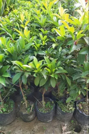 All Time Cricket Ball Chiku Live Fruit Plant (Grafted) Pack Of 1 Buy @ ₹499