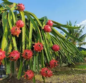 All Time Dragon Fruit Plant (Pack of 1) Buy @ ₹499