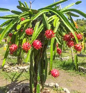 All Time Dragon Fruit Plant (Pack of 1) Buy @ ₹499