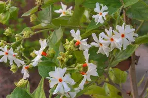 All Time Parijat Night Blooming Flower Live Plant For Home Gardening Night Jasmine Flower Plant & Tree (1.5-3.5 Ft Size) Pack Of 1 Buy @ ₹499