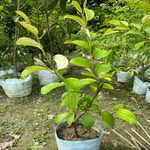 All Time (Thai Variety) Green Ber Apple Fruit Plant & Tree For Home Gardening 12 Month (Grafted) Ber Apple Fruit Live Plant (Hybrid, Pack Of 1) Buy @ ₹499