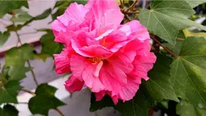 All time Confederate Rose Land Lotus Plant Double Petal cotton rose plant Buy @ ₹499