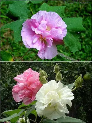All time Confederate Rose Land Lotus Plant Double Petal cotton rose plant Buy @ ₹499