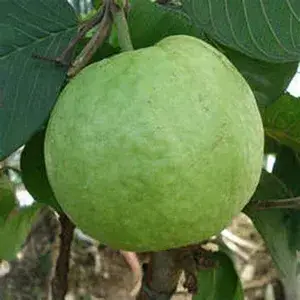 Allahabad Hybrid Guava Live Fruit Plant (Grafted, Pack Of 1) Buy @ ₹499