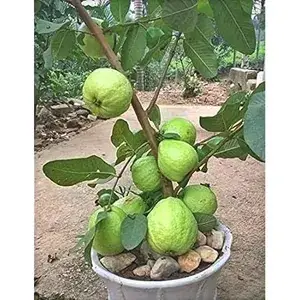 Allahabad Hybrid Guava Live Fruit Plant (Grafted, Pack Of 1) Buy @ ₹499