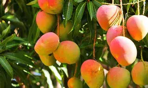 Alphonso( Grafted ) Mango Live Fruit Plant (Hybrid, Pack Of 1) Buy @ ₹499
