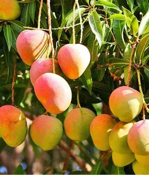 Alphonso( Grafted ) Mango Live Fruit Plant (Hybrid, Pack Of 1) Buy @ ₹499