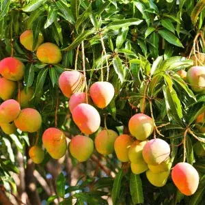 Alphonso( Grafted ) Mango Live Fruit Plant (Hybrid, Pack Of 1) Buy @ ₹499