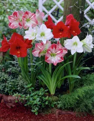 Amaryllis Lily Flower Bulbs (Multicolor, Pack Of 5) For Home Garden Buy @ ₹499