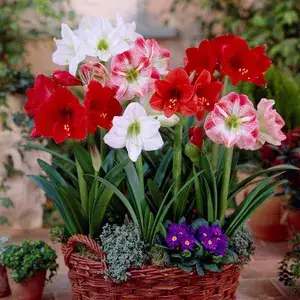 Amaryllis Lily Flower Bulbs (Multicolor, Pack Of 5) For Home Garden Buy @ ₹499